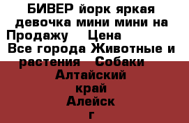 БИВЕР йорк яркая девочка мини мини на Продажу! › Цена ­ 45 000 - Все города Животные и растения » Собаки   . Алтайский край,Алейск г.